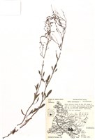 藏品(小酸模)的圖片